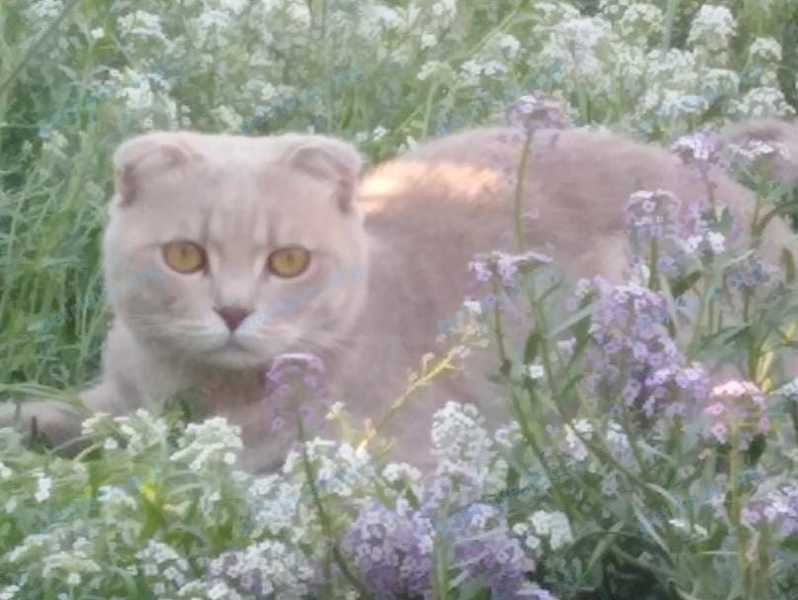 Medium adult orange male cat Семён, Сёма, lost near Проспект Ленина ул., 154-1, Абакан, Респ. Хакасия, Россия, 655004 on Mar 08, 2023.