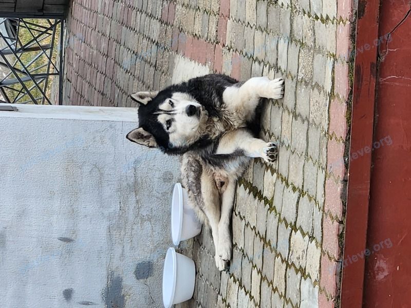Medium young gray male dog Неизвестно, found near улица Красных Партизан 2, Иваново, Беларусь on Mar 14, 2023.