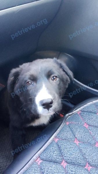 Small young black male dog, lost near ул. Энгельса, 222, Батайск, Ростовская обл., Россия, 346880 on Mar 14, 2023.