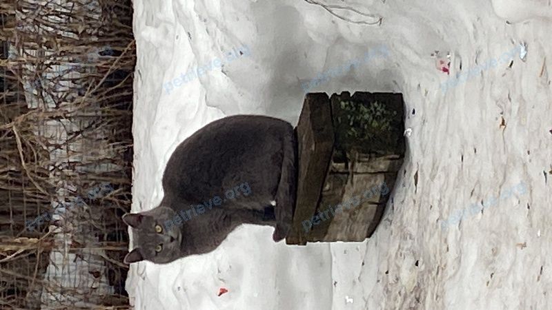 Средний серый молодой кот, найден 14.03.2023 рядом с ул. Чкалова, 33а, Алабушево, Московская обл., Россия, 141560.