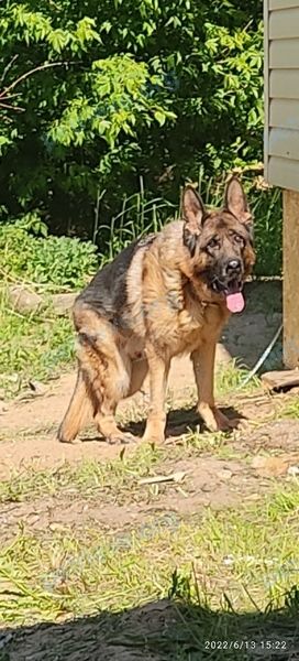 Big adult mixed color male dog Винс, lost near Пер.Открытый 16 луполово on Mar 16, 2023.
