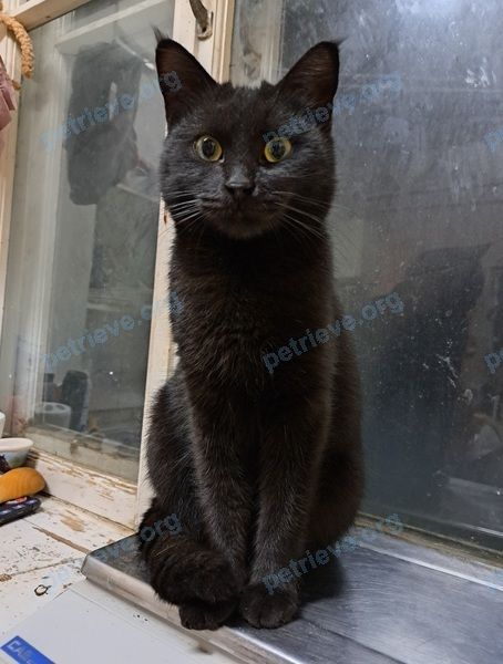Medium young black female cat Оникс(оня, lost near ул. Лескова, 18, Ростов-на-Дону, Ростовская обл., Россия, 344009 on Mar 19, 2023.