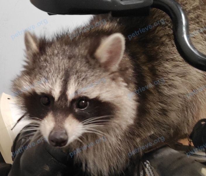 Medium young gray female raccoon Локи, lost near ул. Народная, 27А, Ставрополь, Ставропольский край, Россия, 355001 on Mar 20, 2023.