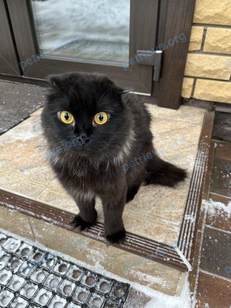 Medium black male cat, found near улица Лесные Поляны (салтыковка, 113А, Балашиха, Московская обл., Россия, 143982 on Mar 30, 2023.