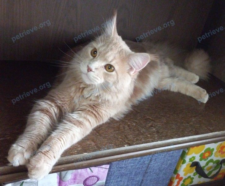 Big young mixed color male cat Пончо, lost near ул. Идарова 164, Нальчик, Кабардино-Балкарская Респ., Россия, 360015 on Mar 22, 2023.