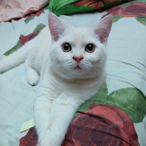 Big young white male cat Рафаэль, lost near ул. Ушакова ,17, Махачкала, Респ. Дагестан, Россия, 367003
 on Apr 08, 2023.