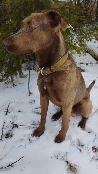 Средний коричневый молодой пёс Чока, пропал 09.04.2023 рядом с QPPR+4W Ратнае, Беларусь.