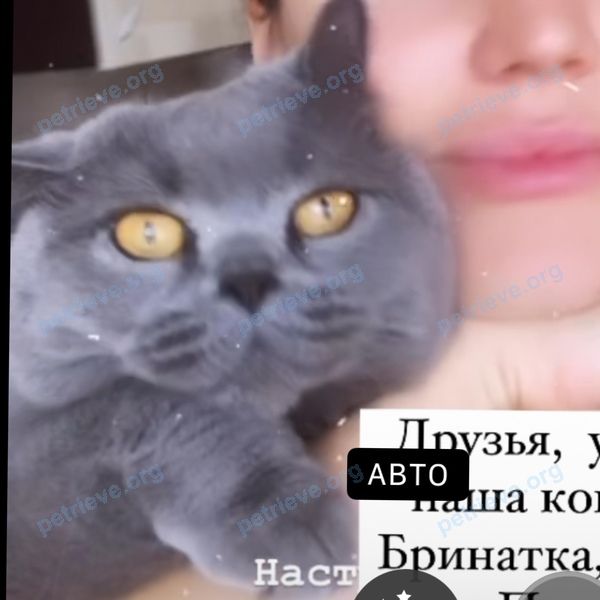Маленькая серая взрослая кошка Муза, пропала 08.04.2023 рядом с ул. Костромская, 10, Калининград, Калининградская обл., Россия, 236038.