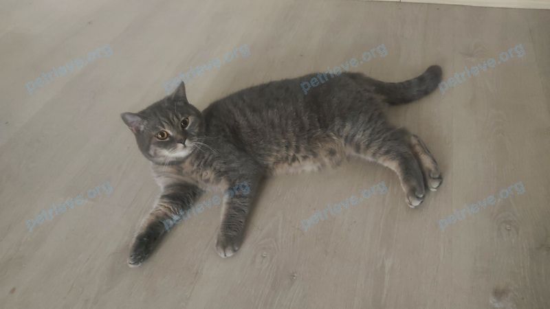 Big young gray male cat Макс, lost near ул. Любецкая, 47, Череповец, Вологодская обл., Россия, 162609 on Apr 07, 2023.