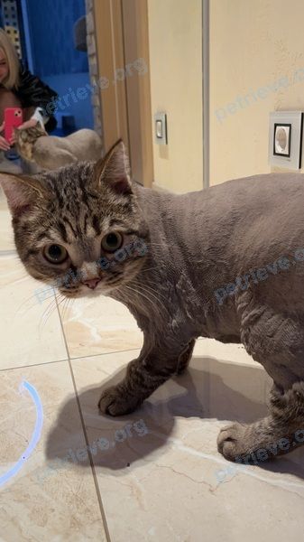 Medium young gray male cat Тима, lost near вулиця Озерна, 20д, Київ, Украина, 02000 on Apr 15, 2023.