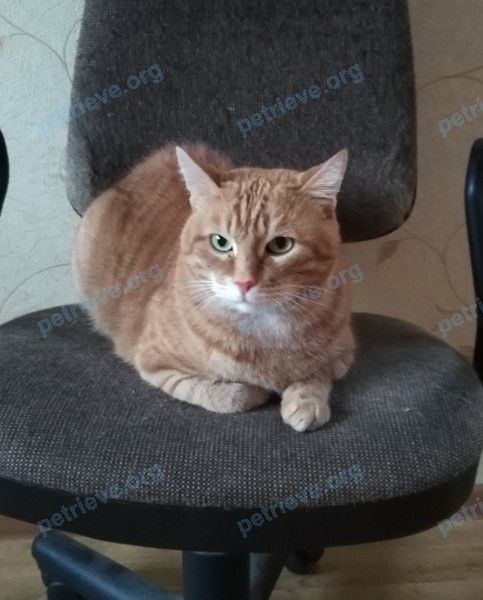 Средний оранжевый старый кот, пропал 18.04.2023 рядом с пр. Карла Маркса, 193А, Самара, Самарская обл., Россия, 443080.
