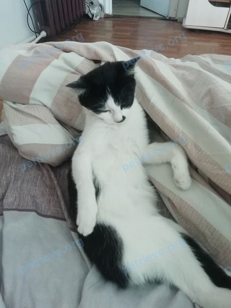 Medium young mixed color female cat Люся, lost near Стрелецкая ул., 1, Улан-Удэ, Респ. Бурятия, Россия, 670024 on Apr 14, 2023.