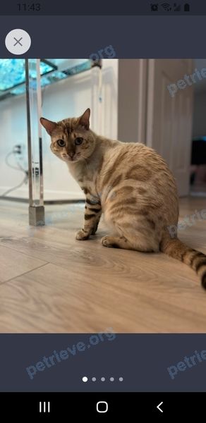 Большой белый взрослый кот Chitto, пропал 04.05.2023 рядом с 3893 McBean St, Richmond, ON K0A 2Z0, Канада.