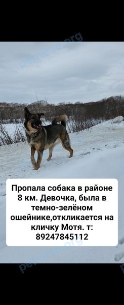 Medium young brown female dog Матильда, lost near ул. Чубарова, 14, Петропавловск-Камчатский, Камчатский край, Россия, 683023 on Apr 24, 2023.