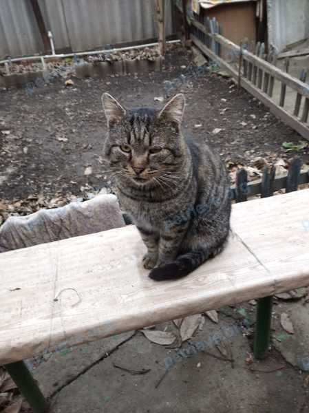 Medium adult gray male cat Филя, lost near Спортивная ул., 10, Каменск-Шахтинский, Ростовская обл., Россия, 347811 on May 06, 2023.