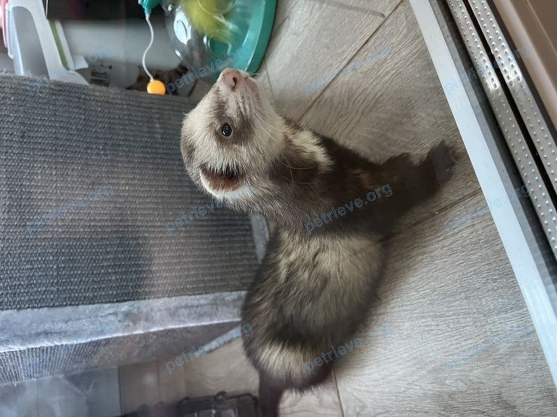 Medium young mixed color male ferret, found near ул. 1-я Северодонецкая, 6, Москва, Россия, 117624 on May 22, 2023.