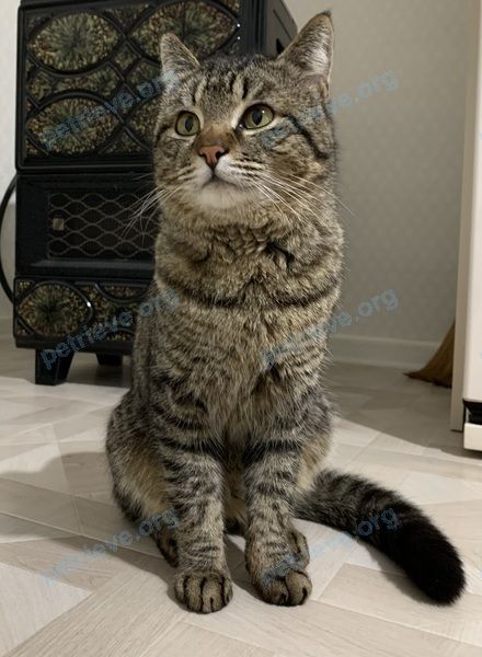 Средний чёрный молодой кот Фука, пропал 08.05.2023 рядом с ул. Тахо-Годи, 98, Махачкала, Респ. Дагестан, Россия, 367027.