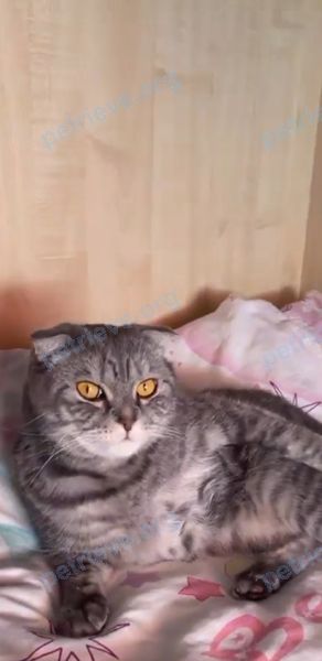 Medium young male cat Феликс, lost near ул. Гагарина 13, Климовичи, Беларусь on May 24, 2023.