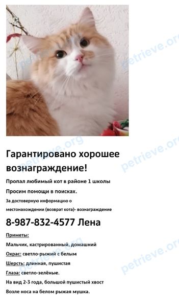 Big young male cat, lost near ул. Тельмана, 139к1, Энгельс, Саратовская обл., Россия, 413113 on May 25, 2023.
