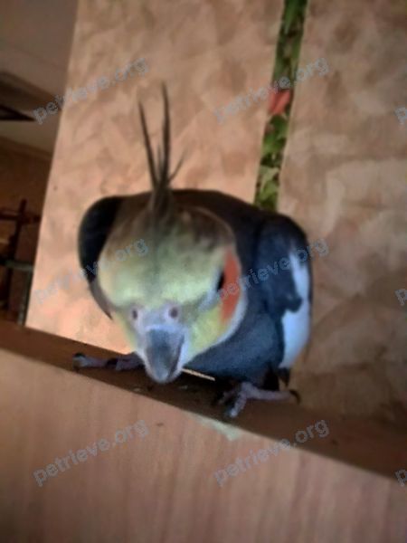 Medium young gray male bird Вася, lost near Волгоградский Пр-Кт., 96 корпус 1, Москва, Moscow Oblast, Россия, 109443 on May 25, 2023.