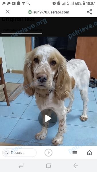 Medium young mixed color male dog Алаид, lost near Верещагина ул., 5, Ахтубинск, Астраханская обл., Россия, 416502 on May 26, 2023.