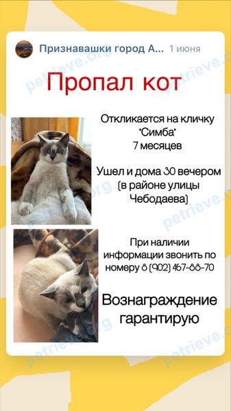 Small young gray male cat Симба, lost near Чебодаева ул., 48 Абакан, Респ. Хакасия, Россия
 on May 30, 2023.