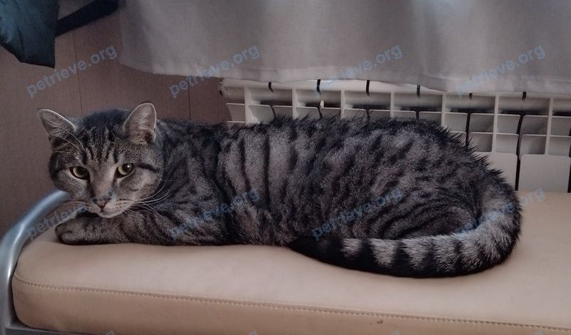 Средний серый молодой кот Сай, пропал 29.05.2023 рядом с Рабочая ул., 27А, Новокузнецк, Кемеровская обл., Россия, 654030.