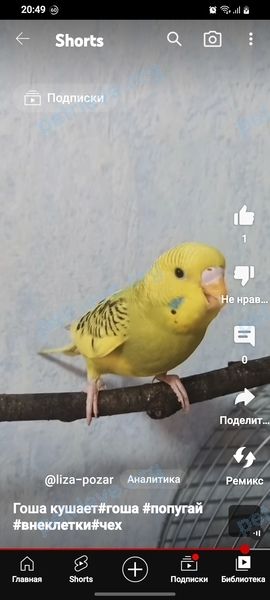 Medium young yellow male bird, lost near Алтуфьевское ш., 78, Москва, Россия, 127349 on Jun 07, 2023.