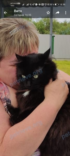 Big adult black male cat Найт, lost near 99G2+5F Васкелово, Ленинградская область, Россия on Jun 07, 2023.
