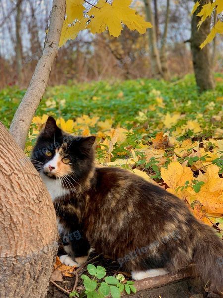 Medium young mixed color female cat Ника, lost near ул. Романова, 29, Балтийск, Калининградская обл., Россия, 238520 on May 15, 2023.