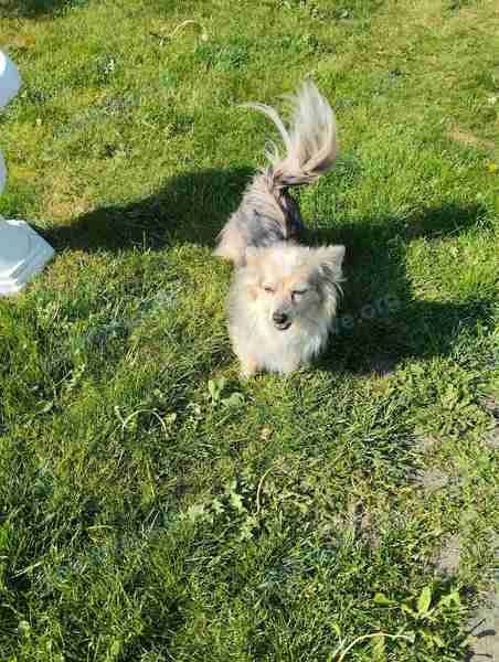 Маленькая многоцветная взрослая собака Тошка, пропала 10.06.2023 рядом с ул. Любарского 24, Берёза 225210, Беларусь.