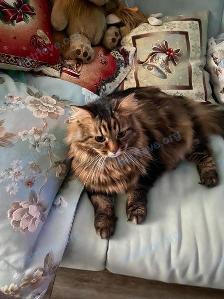 Big adult mixed color male cat Анфик, lost near VMQQ+M3 Лепель, Беларусь on Jun 12, 2023.