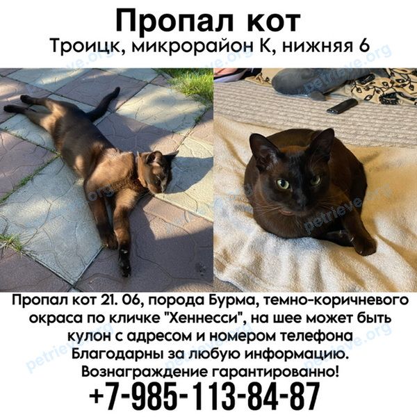 Средний коричневый молодой кот Хеннесси, пропал 21.06.2023 рядом с Нижняя ул., 4, Москва, Россия, 142190.