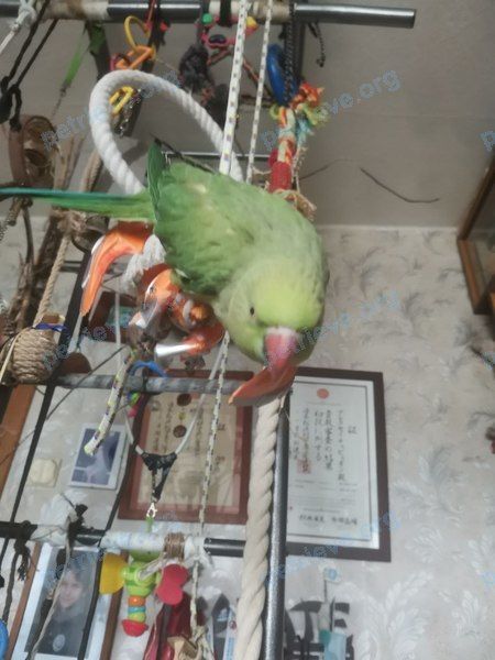 Medium young green male bird Ричи, lost near ул. Рокотова, 7, Москва, Россия, 117593 on Jun 22, 2023.