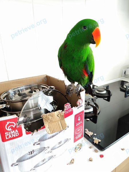 Big young green male bird, lost near наб. ул., 53, Сочи, Краснодарский край, Россия, 354340 on Jun 22, 2023.