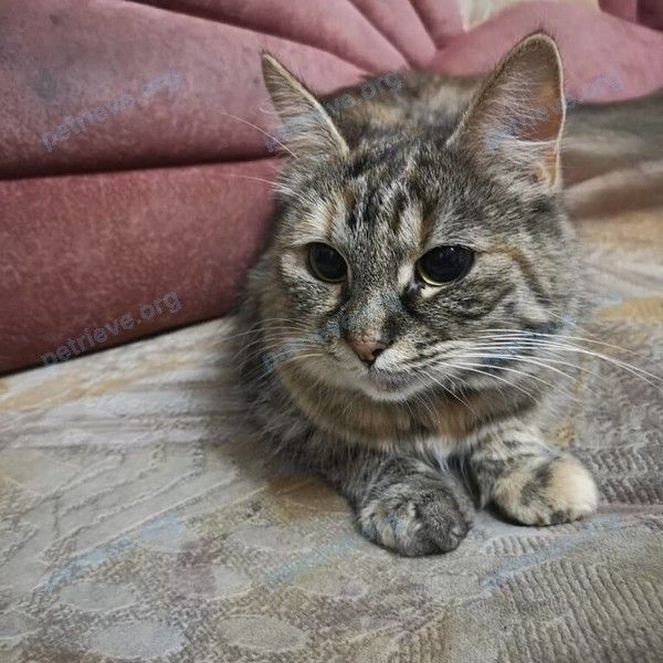 Big adult mixed color female cat Мотя, lost near улица мебельная, дом 6, Порхов, Псковская обл., Россия, 182620 on Jun 21, 2023.