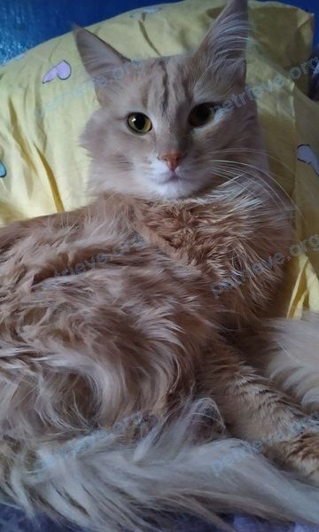 Средний оранжевый кот Мим, пропал 26.06.2023 рядом с Старопетровский пр-д, 12, Москва, Россия, 125130.
