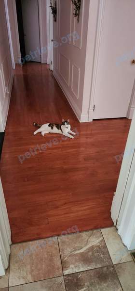 Medium young mixed color female cat Cookie, lost near 259 Rue Brodeur, Beloeil, QC J3G 2R8, Canada on Jun 25, 2023.