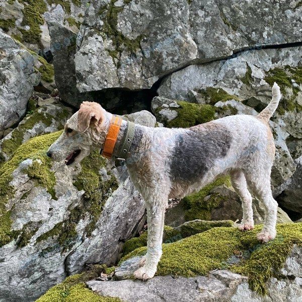 Medium young white female dog Фокси, lost near пер. Курортный, 20, Анапа, Краснодарский край, Россия, 353456 on Jun 23, 2023.