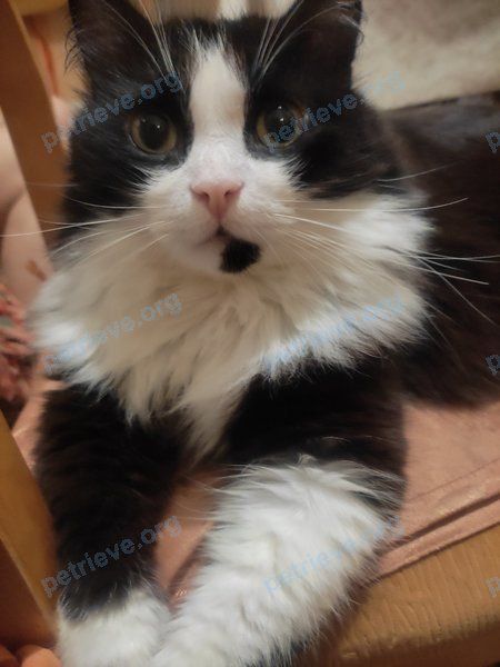Средний многоцветный взрослый кот Тимка, пропал 26.06.2023 рядом с улица Ленина 50, Витебск, Беларусь.