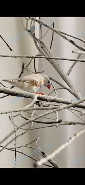 Small young white male bird Чип, lost near Проспект художников  22к2  Выборгский район, Санкт-Петербург, Россия on Jun 28, 2023.