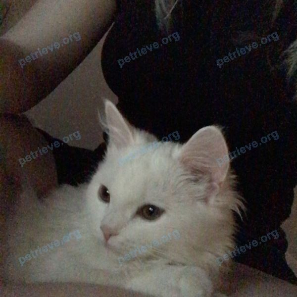 Средняя белая молодая кошка Соль, пропала 30.06.2023 рядом с Петровско-Разумовский пр-д, 18, Москва, Россия, 127287.