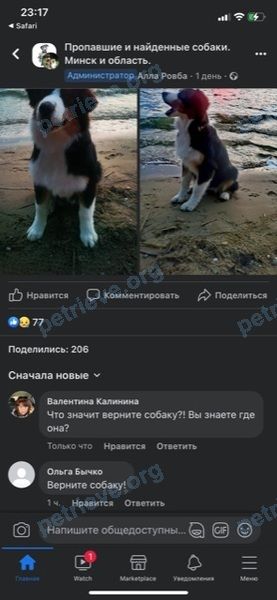 Маленькая чёрная молодая собака Дея, пропала 02.07.2023 рядом с Минское море. Пляж1-3.