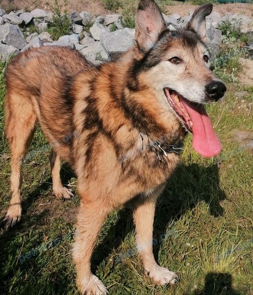 Medium old orange male dog Феликс, lost near JQ5X+GM Магадан, Магаданская область, Россия on Jul 03, 2023.