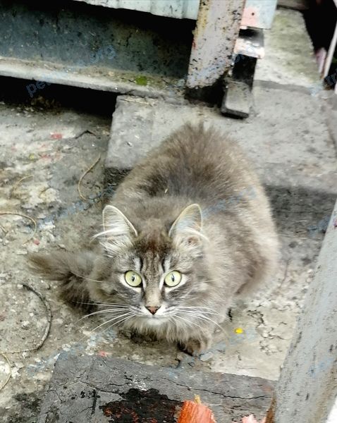 Medium gray cat Дымчатая кошкакот с кисточками из ушей, found near ул.  Тельмана 92 лит В9 Абакан, Респ. Хакасия, Россия, 655017 on Jul 03, 2023.