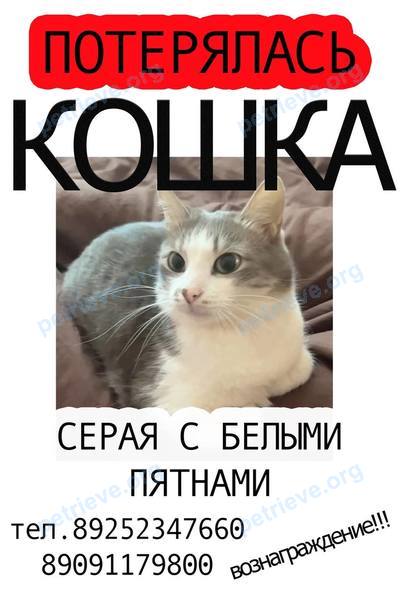 Большая серая взрослая кошка Джеса, пропала 05.07.2023 рядом с 7-я Парковая ул., 28, Москва, Россия, 105264.