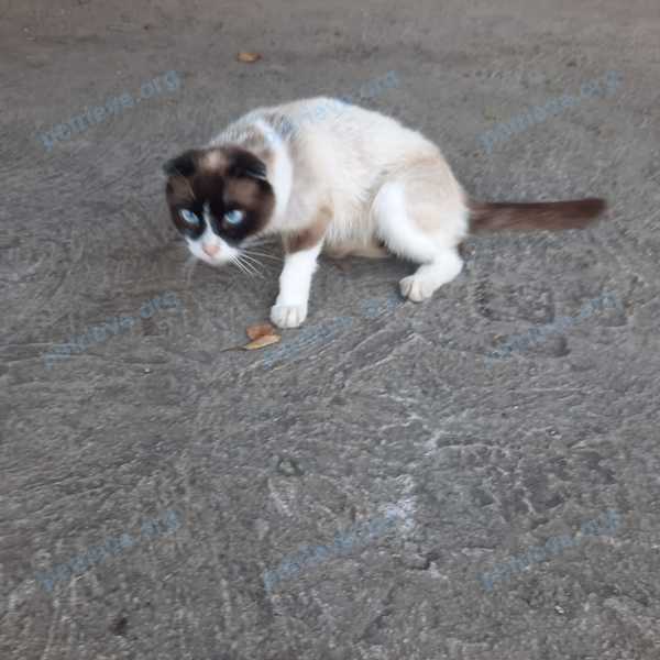 Medium adult male cat не известна, found near Инженерная улица, Пятигорск, Ставропольский край, Россия on Jul 05, 2023.
