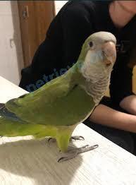 Small young green male bird Кори, lost near буль. И.Лепсе36в, Київ, Украина, 02000 on Jul 06, 2023.