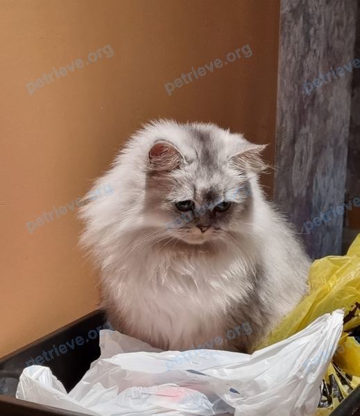 Medium young gray female cat Джесси, lost near Kadaka tee 131-1, 12915 Tallinn, Эстония on Jul 01, 2023.