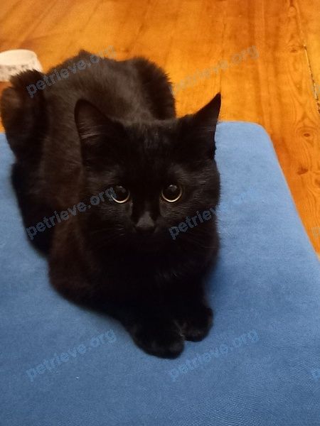 Medium young black male cat Демон, lost near ул. Чертыгашева, 35, Абакан, Респ. Хакасия, Россия, 655017 on Jul 03, 2023.